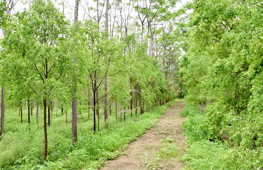 Gujarat Sandal Wood cultivation चंदन की खेती से सुगंधित पर्यावरण के साथ किसान भी मालामाल