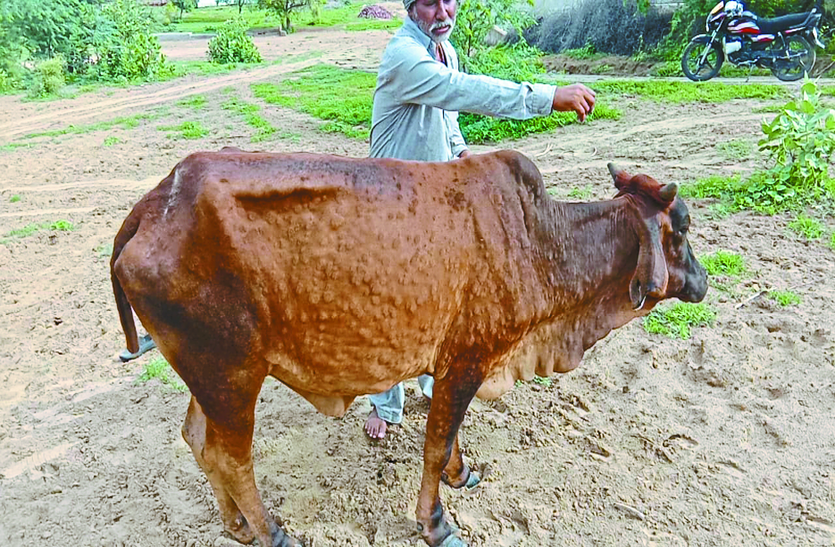 Lumpy Virus - मचा हड़कम्प: सरदारशहर में लंपी वायरस से 6 गायों की मौत