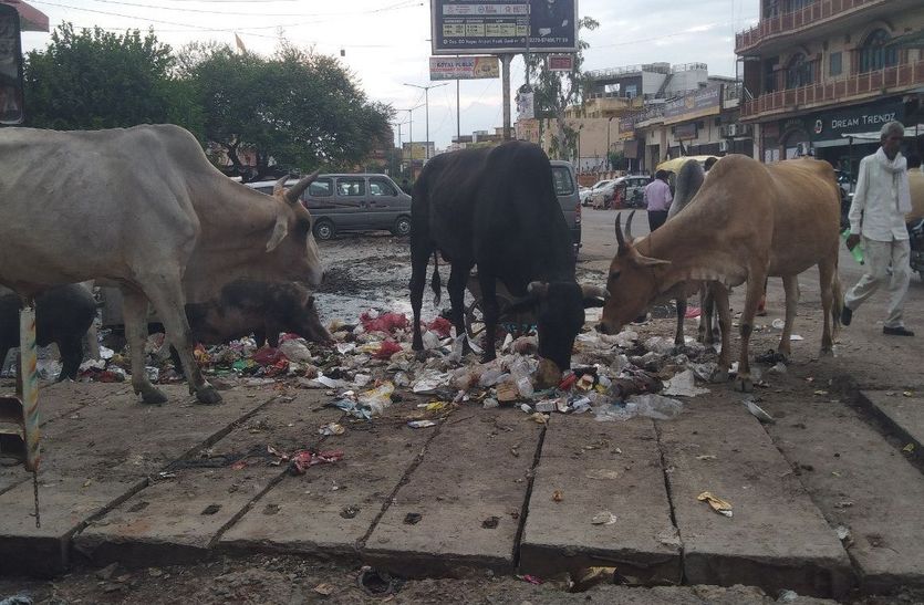  The streets of the city became a cowshed, a gathering of unclaimed animals throughout the day