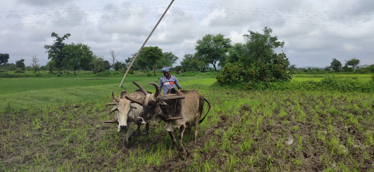 Video Story- Monsoon system weakened here, only 77 percent sowing of K