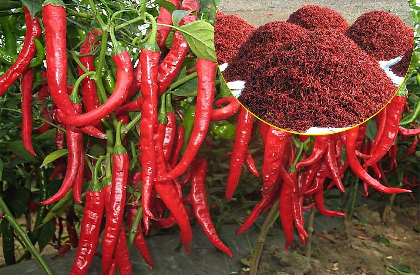 Red chillie price down:  लालमिर्च नहीं हुई लाल, आवक बढ़ी, दाम टूटे