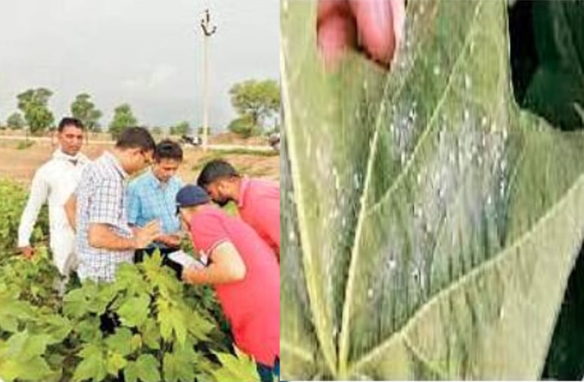 whitefly in cotton crop in sri ganganagar