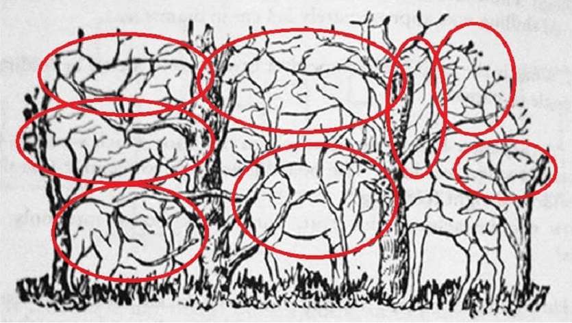 8_animals_hidden_in_this_picture.jpg