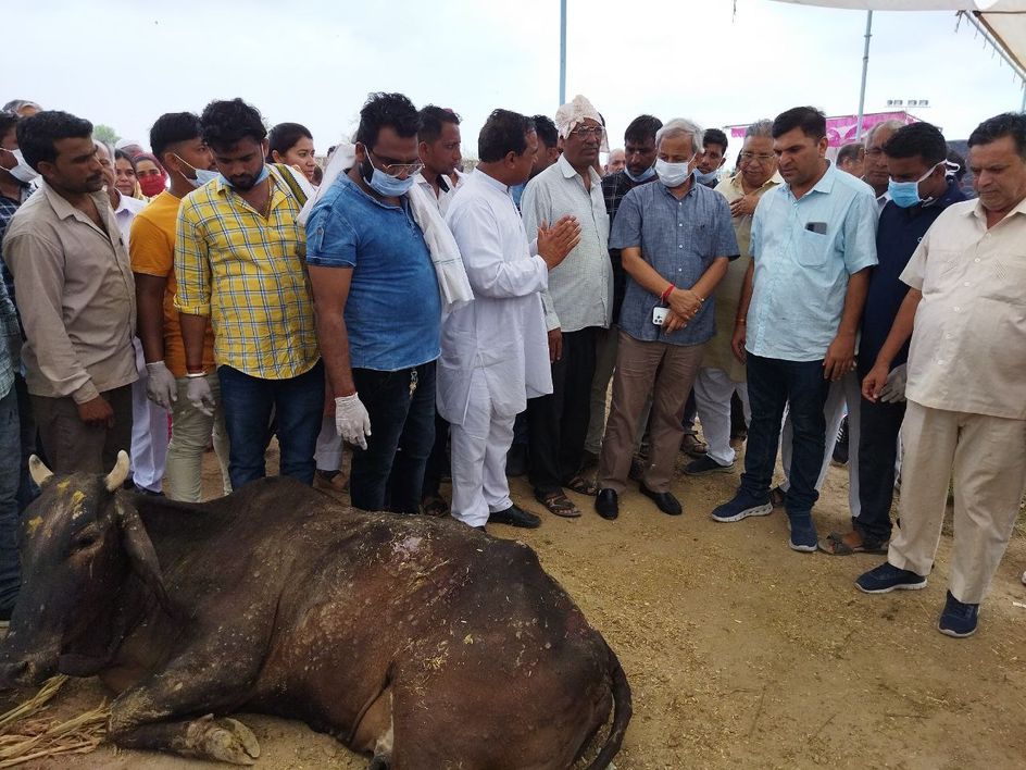 राजस्थान में फैल रहे गायों के भयंकर रोग को लेकर अब आई यह खबर