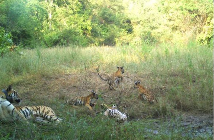 बारिश में नया ठिकाना खोज रहे युवा बाघ, छतरपुर जिले के किशनगढ़ का कर रहे रुख