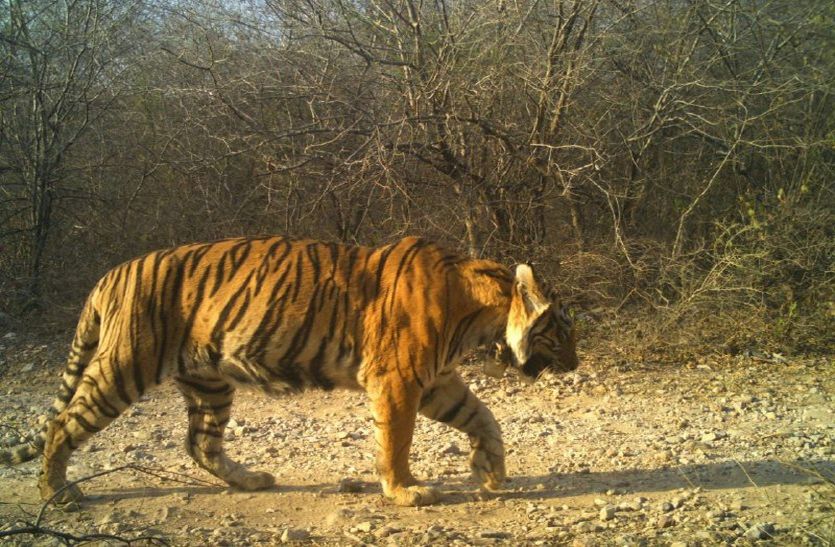 कई बाघों की दादी बाधिन बीमार, जंगल से लाकर एनक्लोजर में छोड़ा
