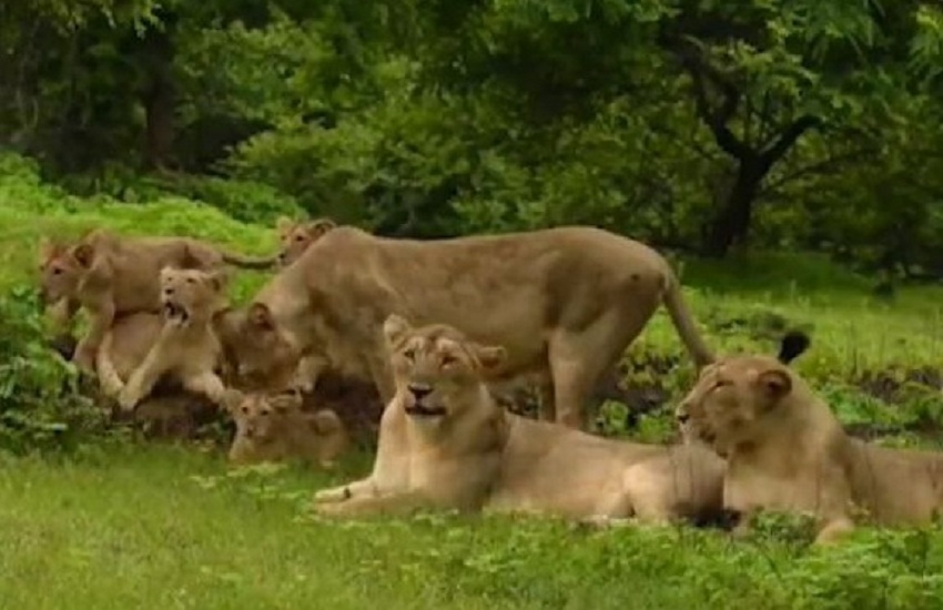 Lion Day : शेरों के संरक्षण-संवर्धन में स्थानीय लोगों का योगदान