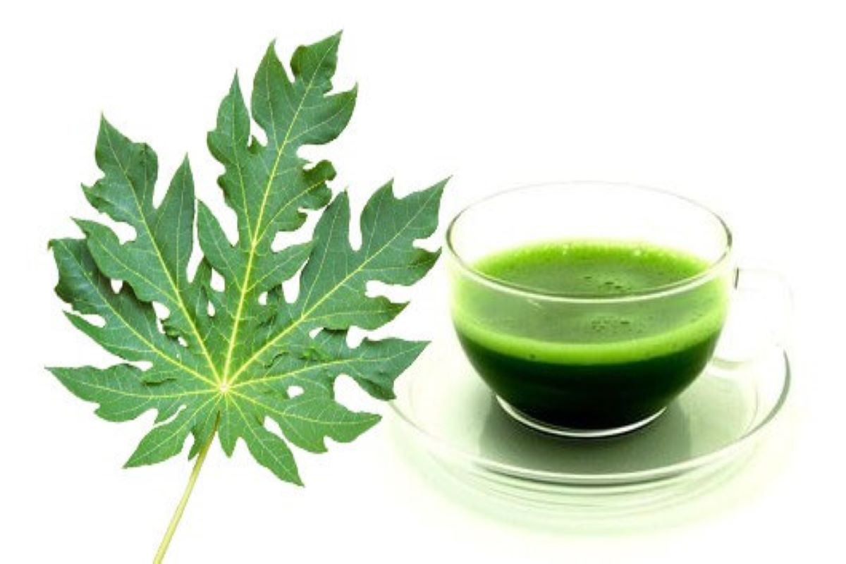 Papaya Leaf Juice Benefits: पपीता की तरह ही इसके पत्तों के जूस में है कमाल के फायदे, प्लेटलेट्स बढ़ाने में होता है मददगार