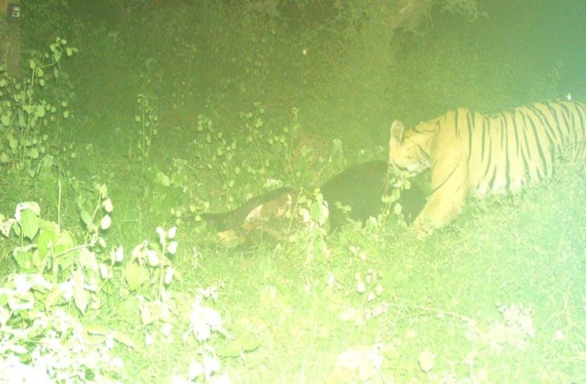 रणथम्भौर से इलाके की तलाश में निकले दो बाघ