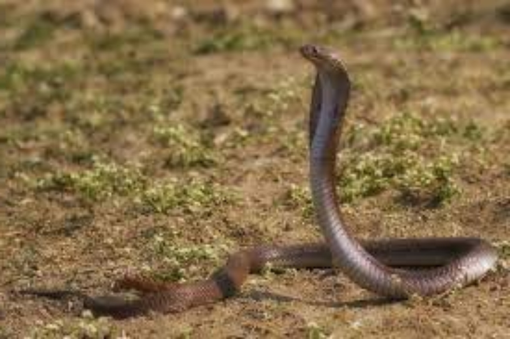 cobra bitten child in meerut : मां के आंचल में सोए नौ साल के बच्चे को कोबरा ने डसा, अस्पताल पहुंचने से पहले हुई मौत