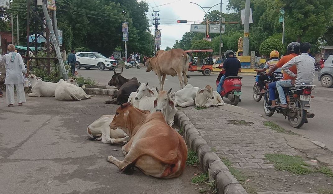 अलवर में सडक पर लावारिस गाय का कब्ज़ा,टक्कर से बुजुर्ग की मौत,देखे वीडियो