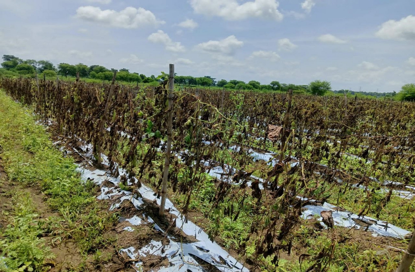 शिवनाथ की बाढ़ से धमधा के 10 हजार एकड़ की टमाटर की फसल खराब, किसानों को करोड़ों नुकसान फिर से करनी पड़ेगी बुआई
