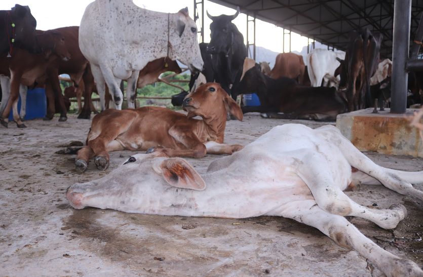 आइसोलेशन सेन्टर में ही टूट रहा गायों का दम, 5 की मौत