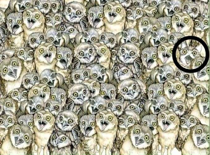 optical_illusion_2.jpg