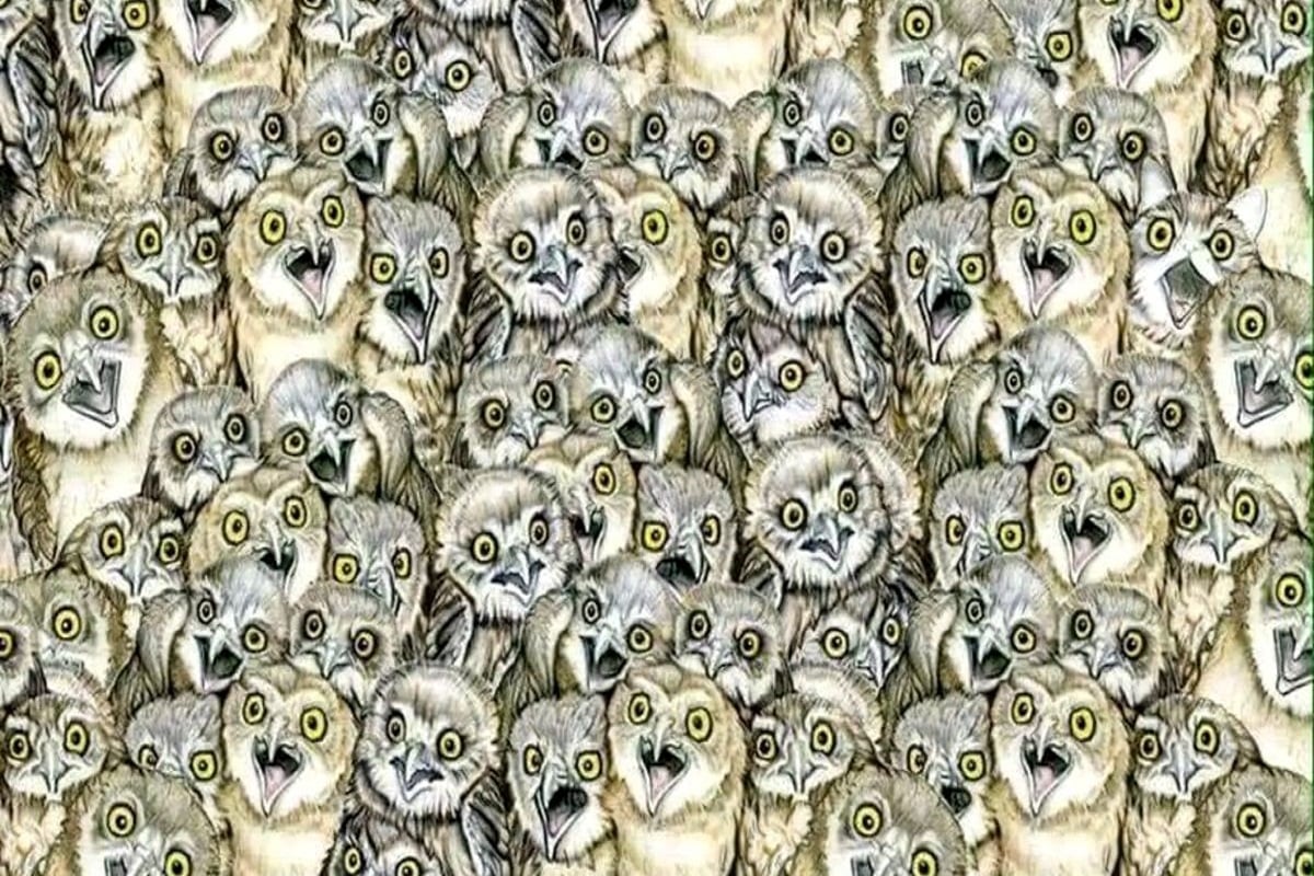  Optical Illusion: Can You Spot The Cat Among These Owls Within 20 Seconds?