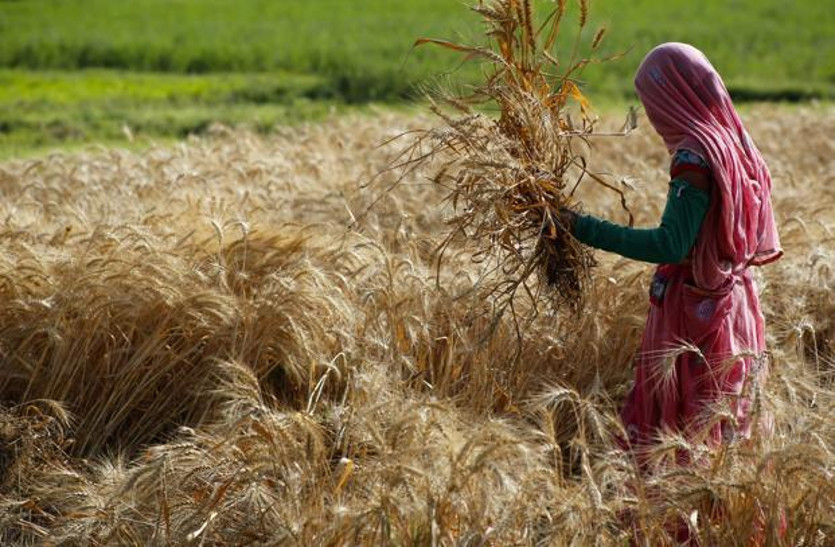 Heavy Rains in Rajasthan, PM Crop Insurance Scheme for farmers | राजस्थान :  बारिश से नुकसान की भरपाई करेगी प्रधानमंत्री की ये योजना, किसानों के लिए  बेहद काम की खबर | Patrika News