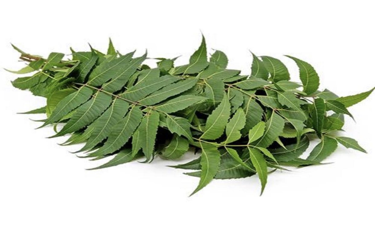 Health benefits of eating neem leaves on an empty stomach in the