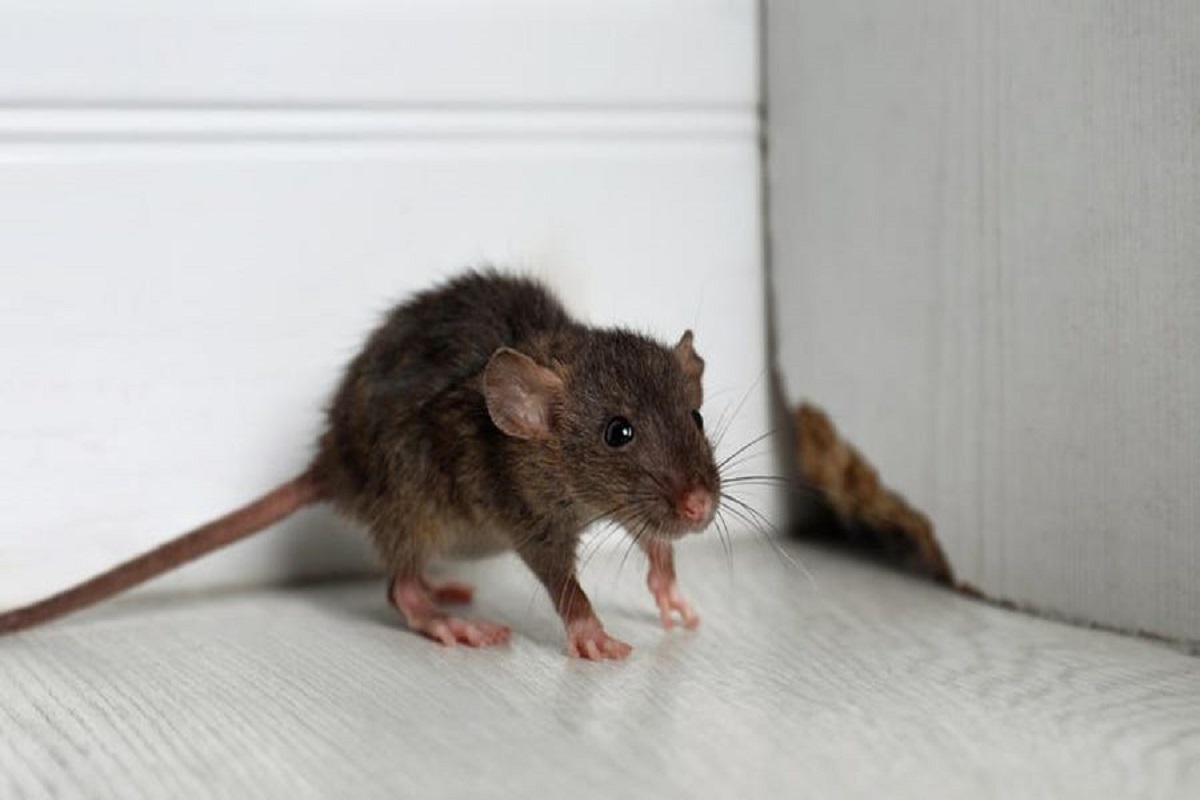 Home Remedies: चूहों का घर में बढ़ गया है आंतक, तो इन्हें दूर भागने में काम आएंगे ये घरेलू नुस्खे