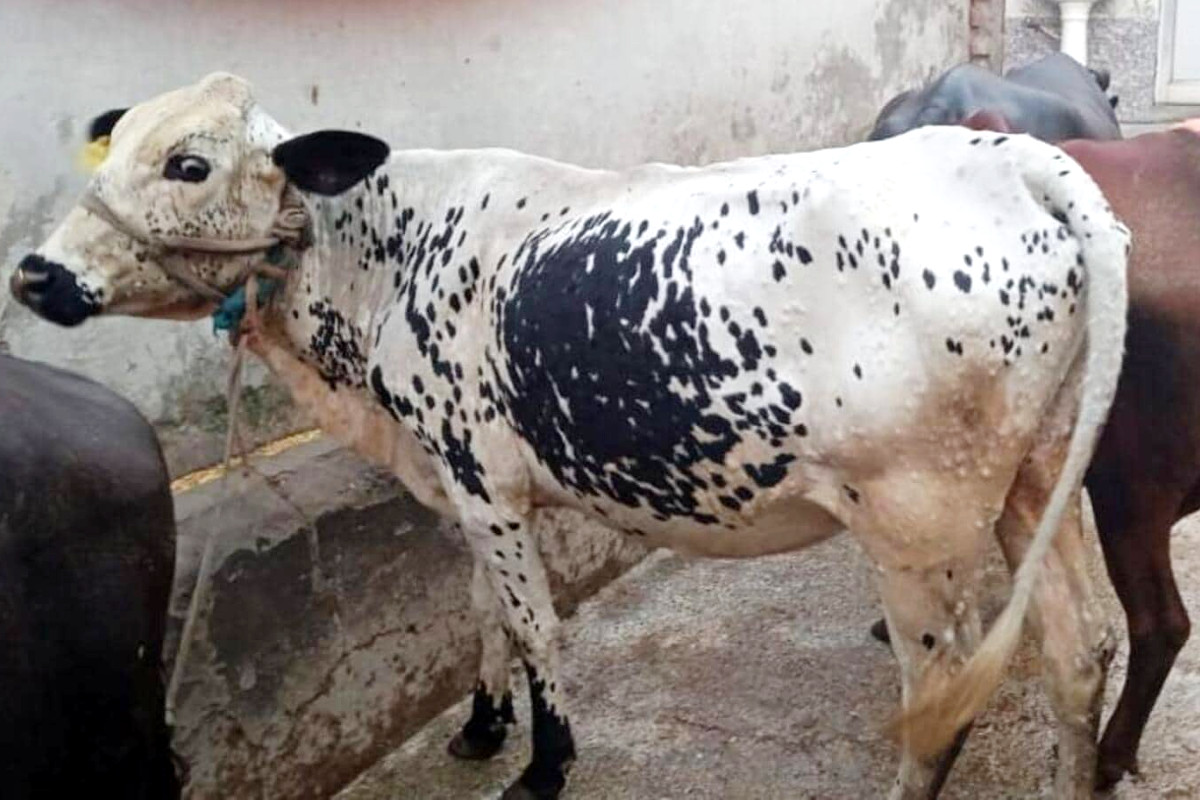 Lumpy Disease Spread In 33 Villages Of Maharashtra More Than 22 Cattle Died 1224 Infected 8404