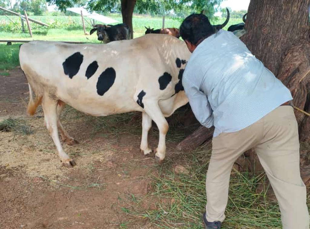 fear of lumpy virus