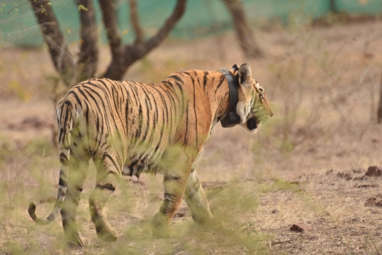 Mukundara Hills Tiger Reserve : रेंजर-गार्ड के 56 फीसदी पद खाली, कैसे होगी टाइगर की रखवाली