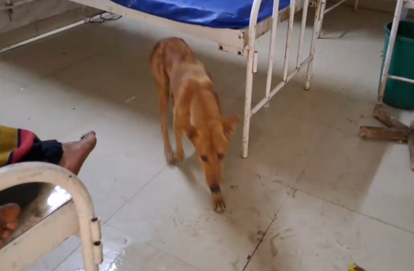 Dog roaming in hospital wards, patients remain in danger