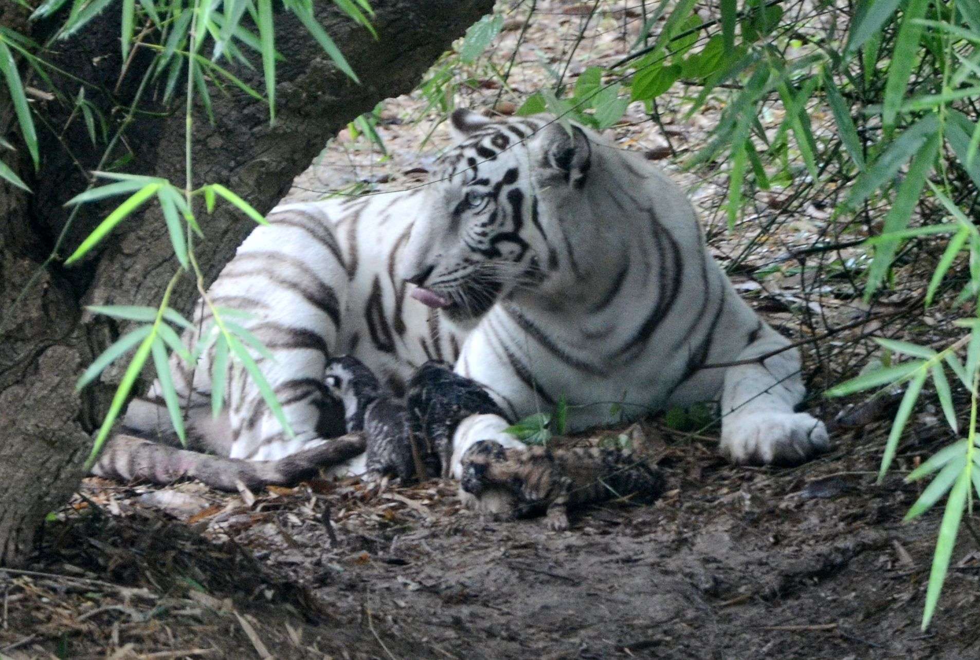 एक महीने बाद दिखा व्हाइट टाइगर रागिनी का दुर्लभ नन्हा शावक