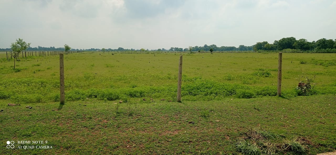 कापन में 20 हेक्टेयर में लगाए जाएंगे 82 हजार अर्जुन के पौधे
