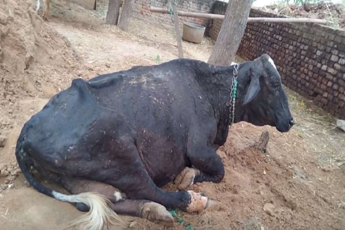 Ground Report On Lumpy Virus ::  स्वस्थ को बचाने के लिए छोड़ी गई हजारों संक्रमित गायें