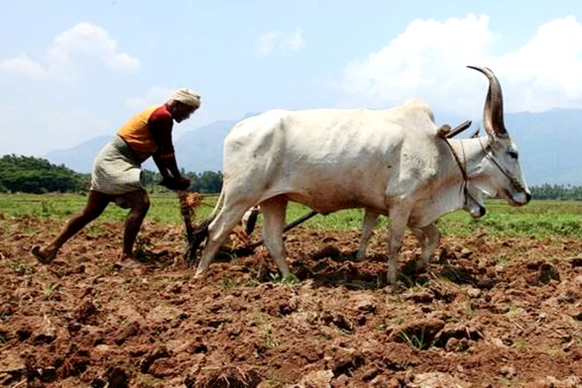 Maharashtra Nagpur Farmer Sucide