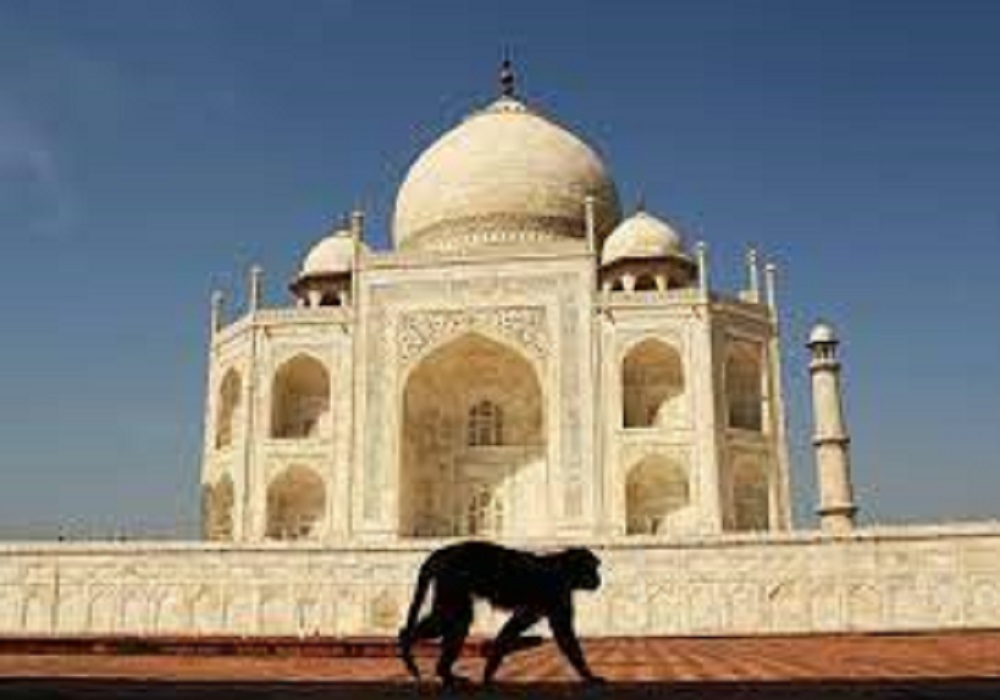 monkey_cut_and_injured_foreign_tourists_at_taj_mahal_in_agra.jpg