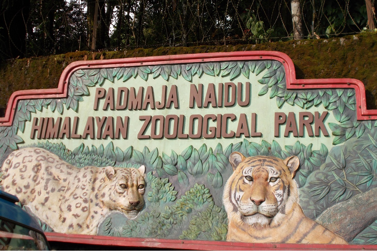 west-bengal-news-darjeeling-zoo-padmaja-naidu-himalayan-zoological-park