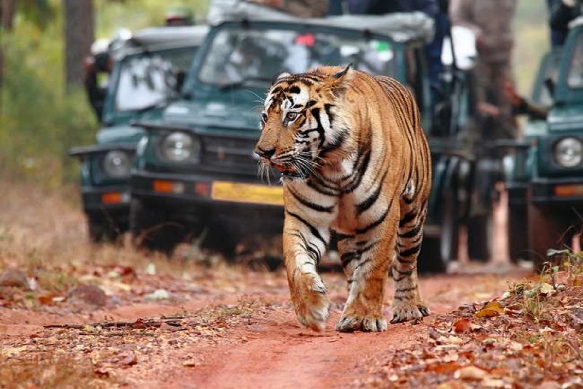 UP: चित्रकूट के रानीपुर टाइगर रिजर्व में मिलेगा बाघ-तेंदुओं संग सैर का मौका, शुरू हुई तैयारी