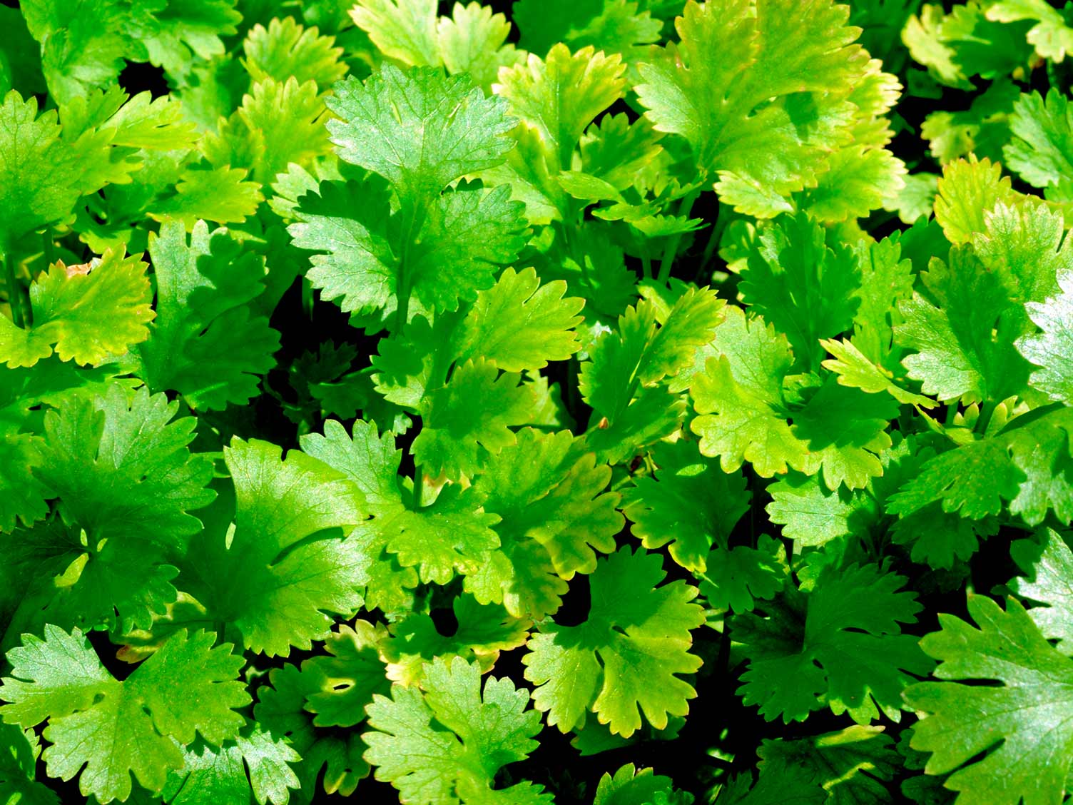 coriander-leaves-patrika-news