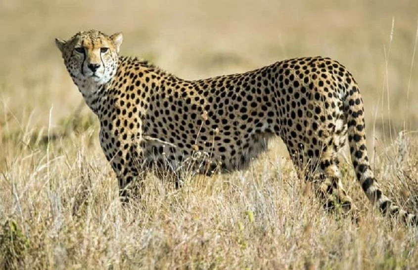 cheetah from namibia to india, know history of cheetah in jaipur