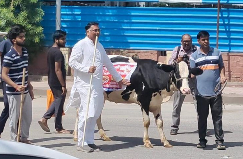 भाजपा विधायक की गाय भागी, डोटासरा बोले: अब तो गौ माता भी इनकी नौटंकी समझ गई