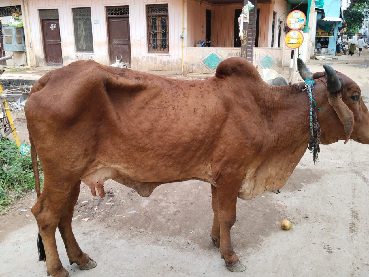 अगले दो महीने तक धारा-144 लागू, पशुओं का आवागमन और परिवहन रहेगा प्रतिबंधित
