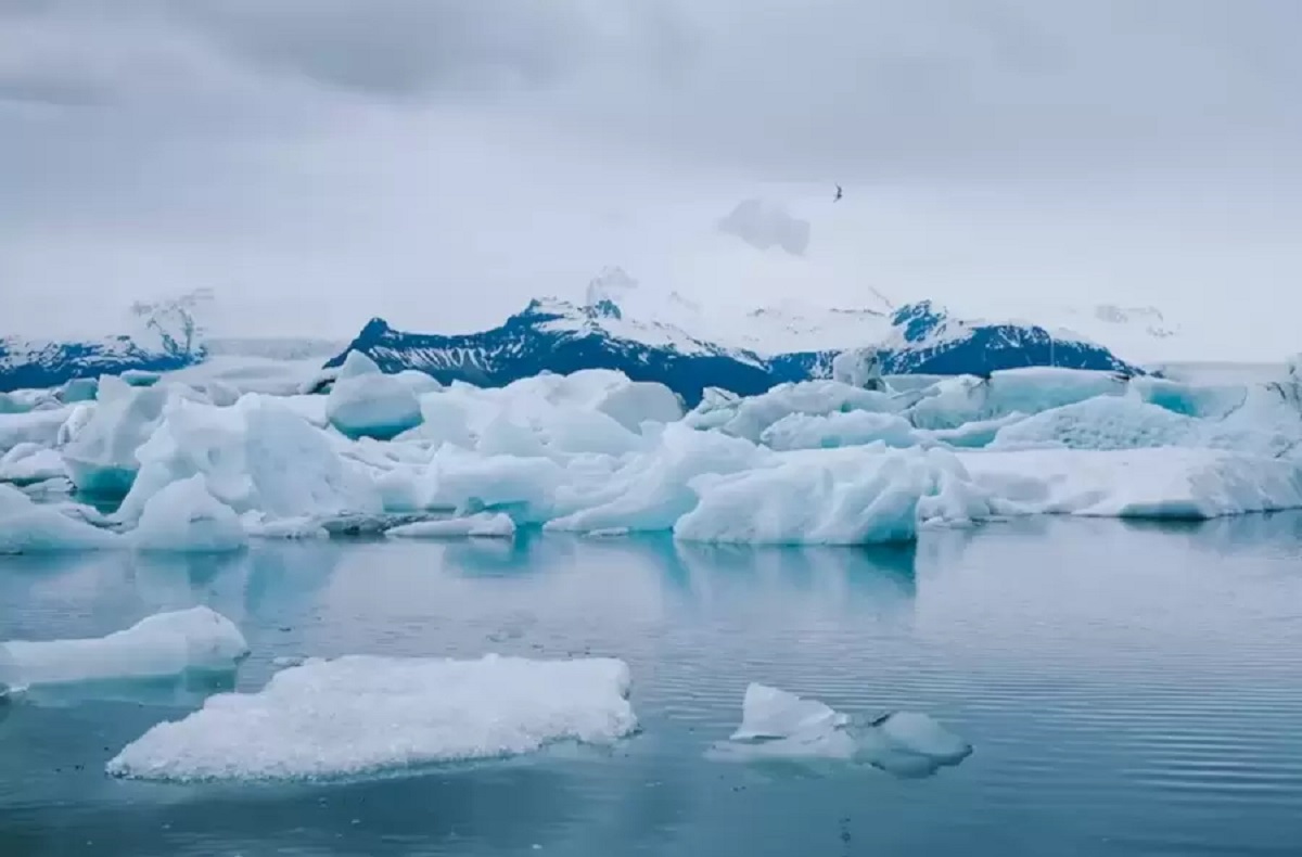Find Polar Bear Hiding In This Iceberg Within 10 Seconds