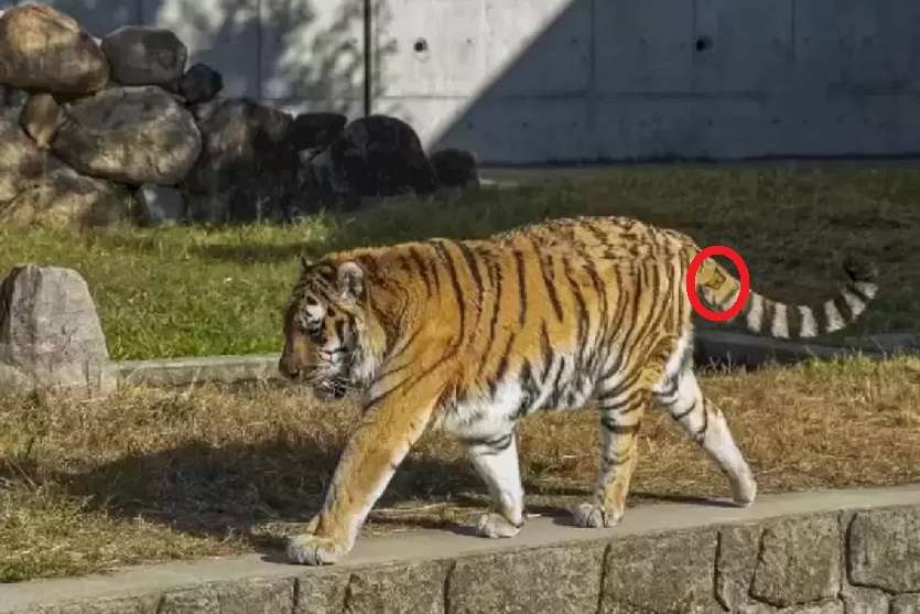 hidden_butterfly_in_tiger_picture_optical_illusion_answer.jpg