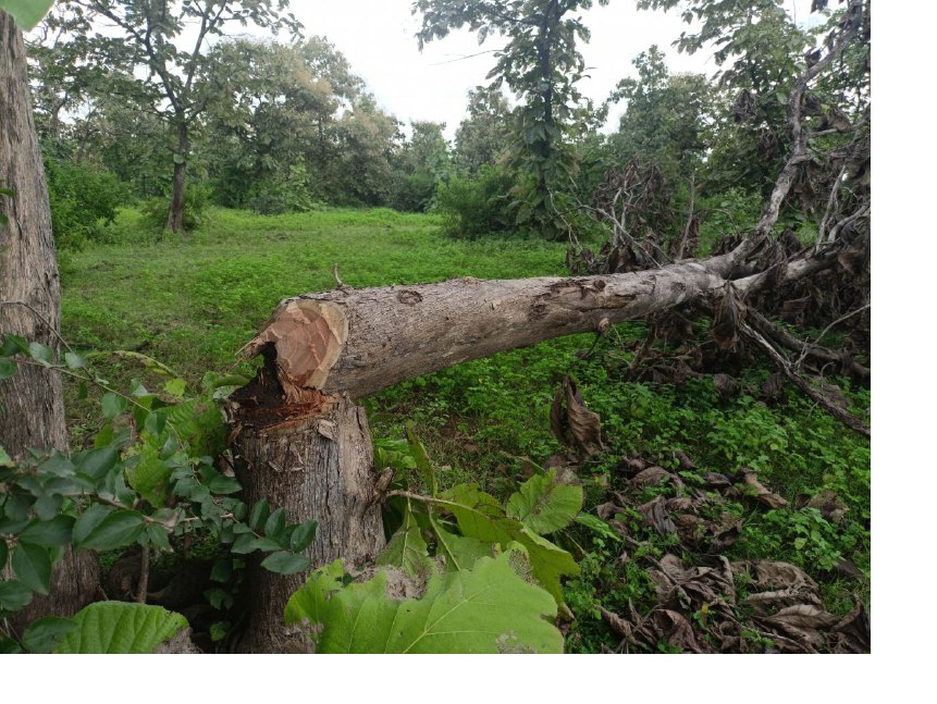 माफियाराज: VIDISHA के 19 हजार हेक्टेयर FOREST पर अवैध कब्जा