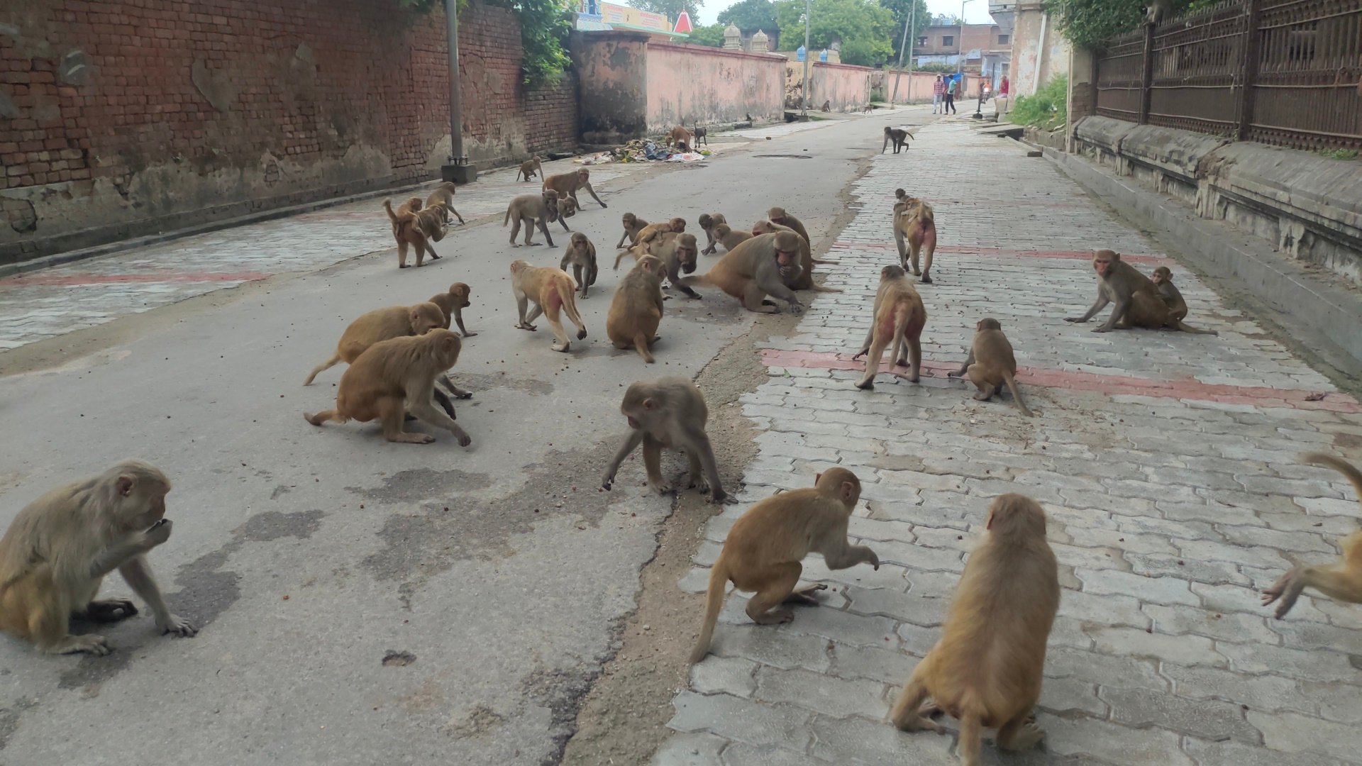 अयोध्या के बंदरों पर रिसर्च कर रहे अंतरराष्ट्रीय वैज्ञानिक...... प्राकृतिक अभ्यारण में होगा वास