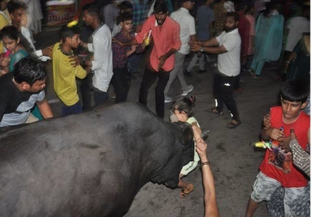 आगरा के जनकपुरी महोत्सव में हिंसक हुआ सांड, मासूम बच्चे को सड़क पर पटका, हमले में कई घायल