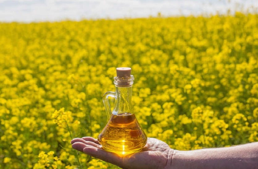 Mustard Crop: सरसों तेल में गिरावट, कड़ाके की सर्दी में भजिए खाना होगा सस्ता