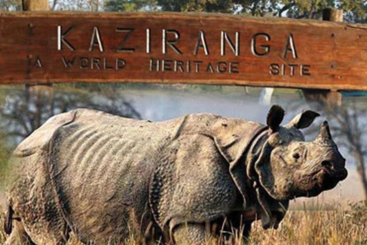 Assam News Kaziranga National Park And Tiger Reserve Reopens For Tourists असम में पर्यटकों के