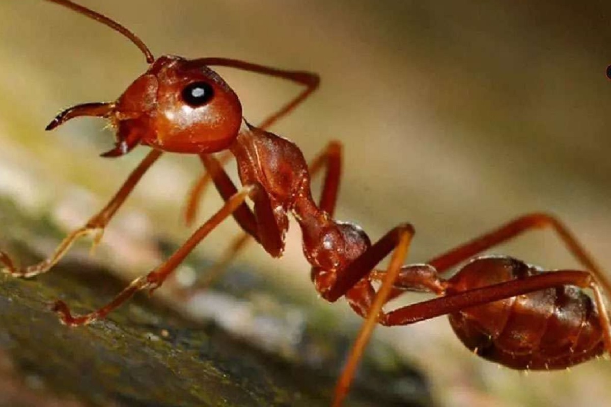 uttarakhand-bageshwar-two-real-brothers-bitten-poisonous-ants-one