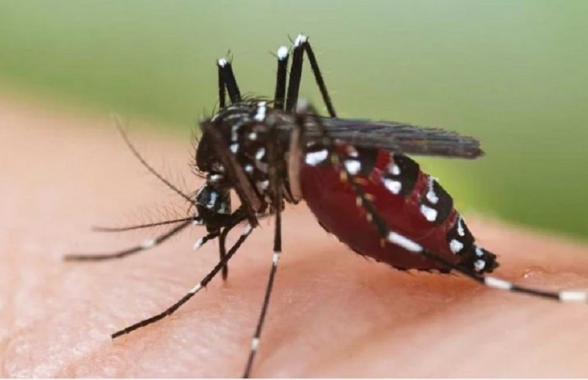 WEST BENGAL DENGUE--डेंगू का डंक पड़ रहा कोविड पीडि़त मरीजों पर भारी