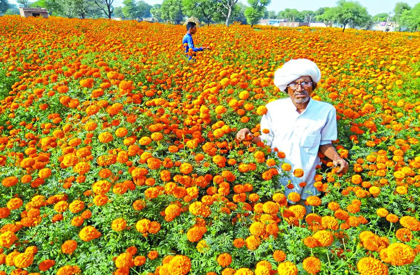 Flower Farming In Karauli Rajasthan 