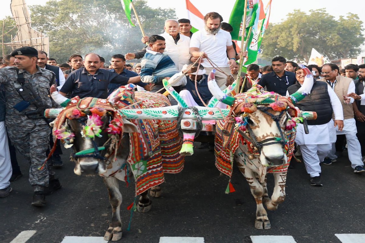 भारत जोड़ो यात्रा के दौरान जब राहुल गांधी ने चलाई बैलगाड़ी, देखें वीडियो  |Rahul Gandhi drives bullock cart during Bharat Jodo Yatra | Patrika News