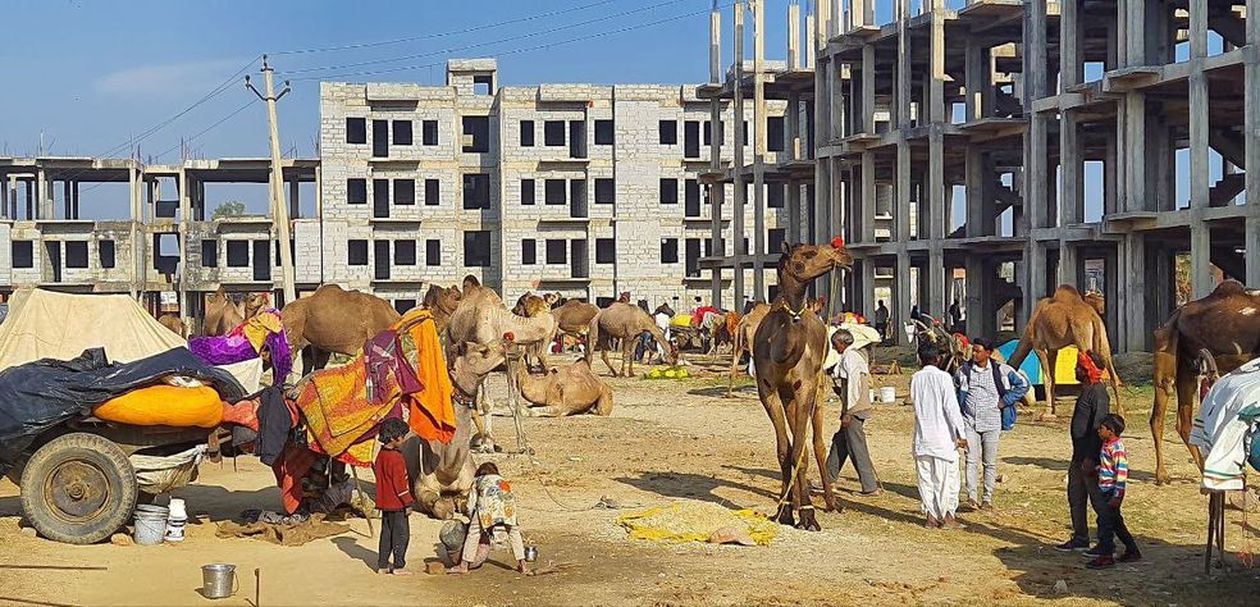 राजस्थान के इस शहर में चार वर्ष से पशु मेला बंद, फिर जुटते हैं पशु व्यापारी 