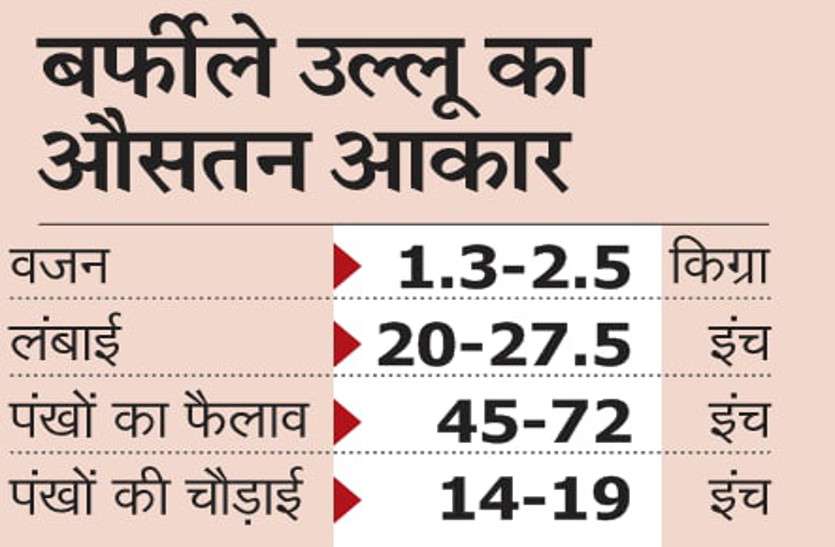 छत पर बैठा बर्फीला उल्लू... दक्षिणी कैलिफोर्निया में 100 साल बाद आया नजर